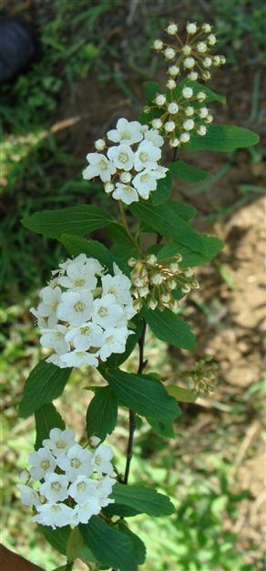 Spiraea cantoniensis